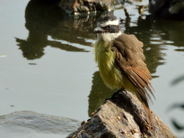 <h3><a href="/trips/salesopolis-2014/biota/animalia/chordata/aves/040 passeriformes/011 tyrannidae/pitangus sulphuratus/pitangus sulphuratus-nl.html">Pitangus&nbsp;sulphuratus</a> / Great&nbsp;kiskadee / Grote&nbsp;kiskadie</h3><p>De grote kiskadee hoort tot de familie van de tirannen.  In het park zag je ze steeds vissen, laag vliegend over het water.  Deze vogel is nog nat van de laatste expeditie.</p>NIKON D7100 met AF-S DX VR Zoom-Nikkor 18-200mm f/3.5-5.6G IF-ED [II], 1/400 sec  bij F9.0, ISO 400, afstand 5.96&nbsp;m